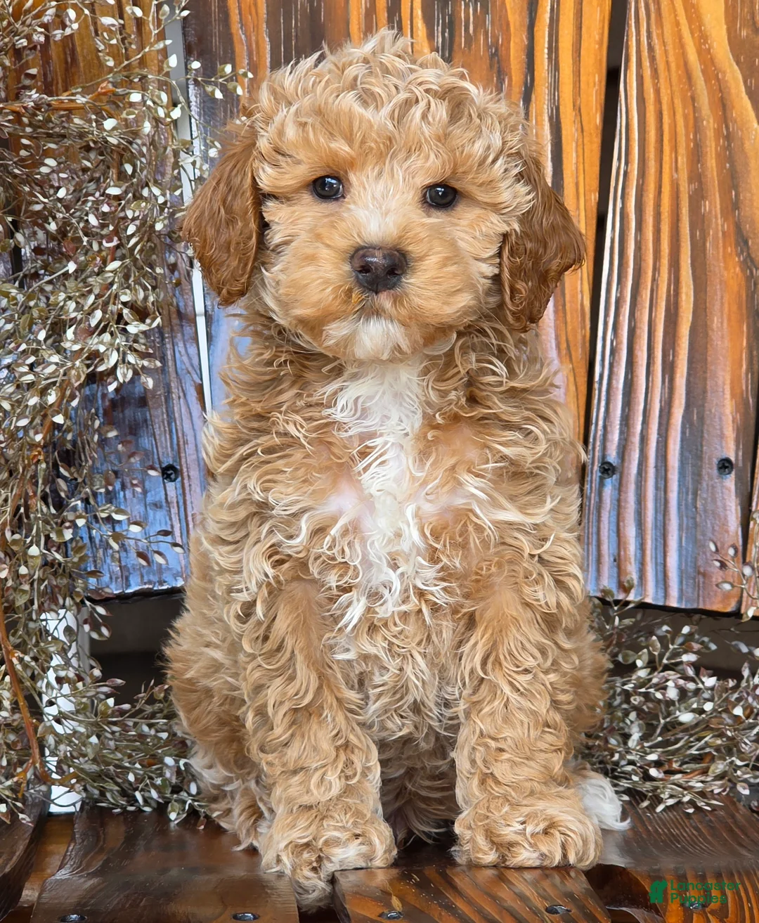 Cockapoo dogs for sale: Hunter - Ad 2