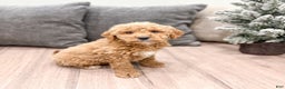 Goldendoodle dogs for sale: Snowflake  - Ad 36