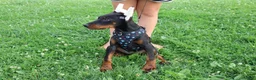 Doberman Pinscher dogs for sale: Doberman Pinscher 4 - Ad 14
