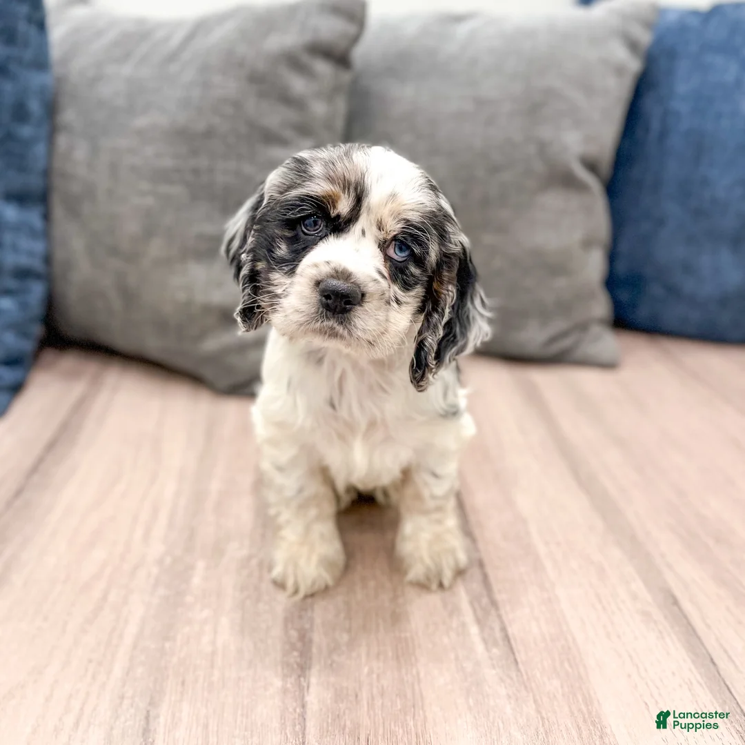 Cocker Spaniel dogs for sale: Opal - Ad 1