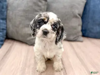 Cocker Spaniel dogs for sale: Opal - Ad 2