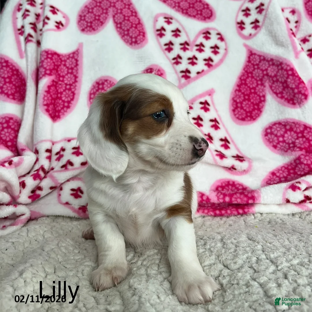 Miniature Dachshund dogs for sale: Lily - Ad 1