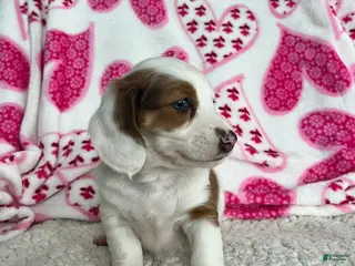 Miniature Dachshund dogs Lily - Ad 31