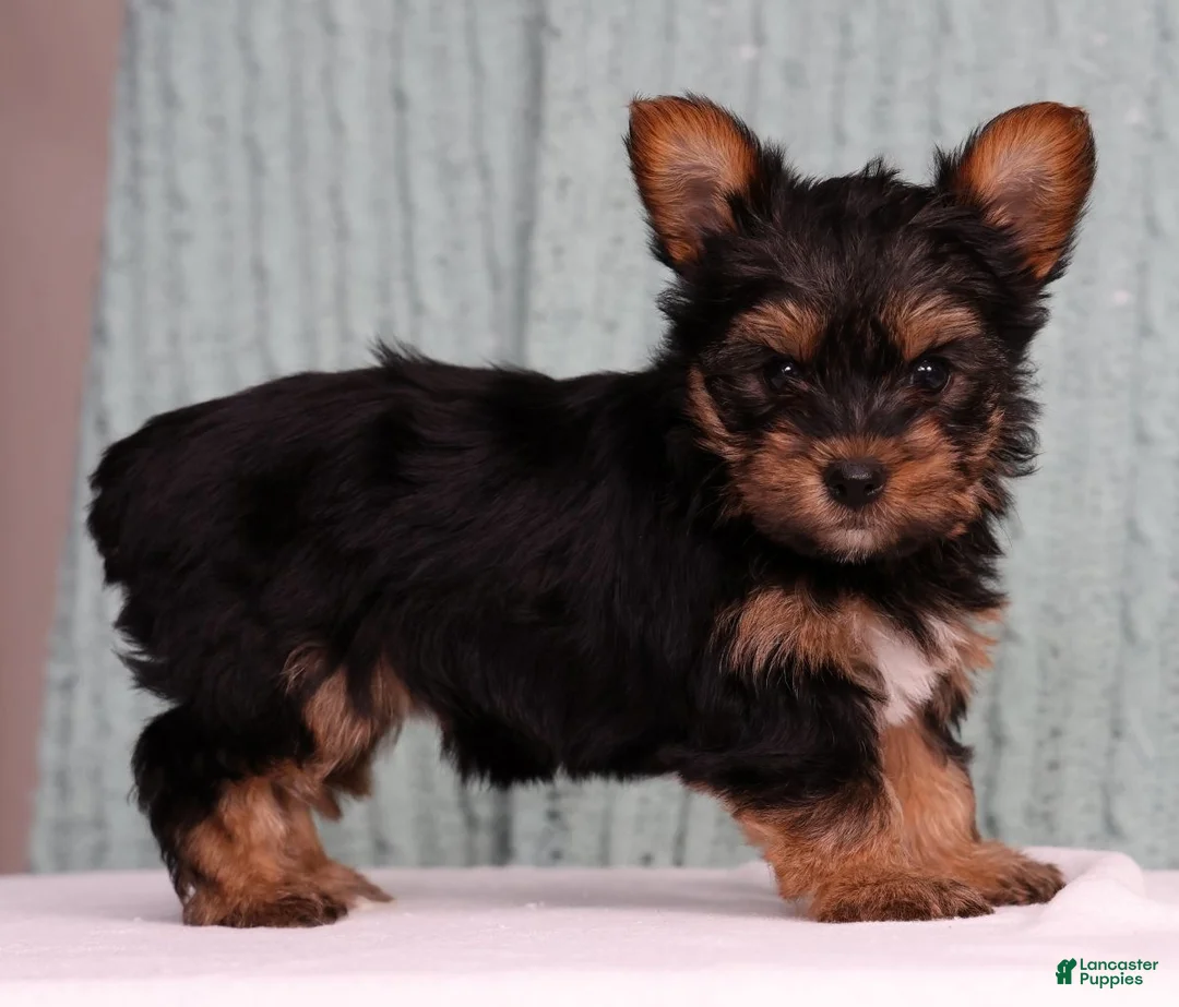 Yorkshire Terrier dogs for sale: Daisy - Ad 2