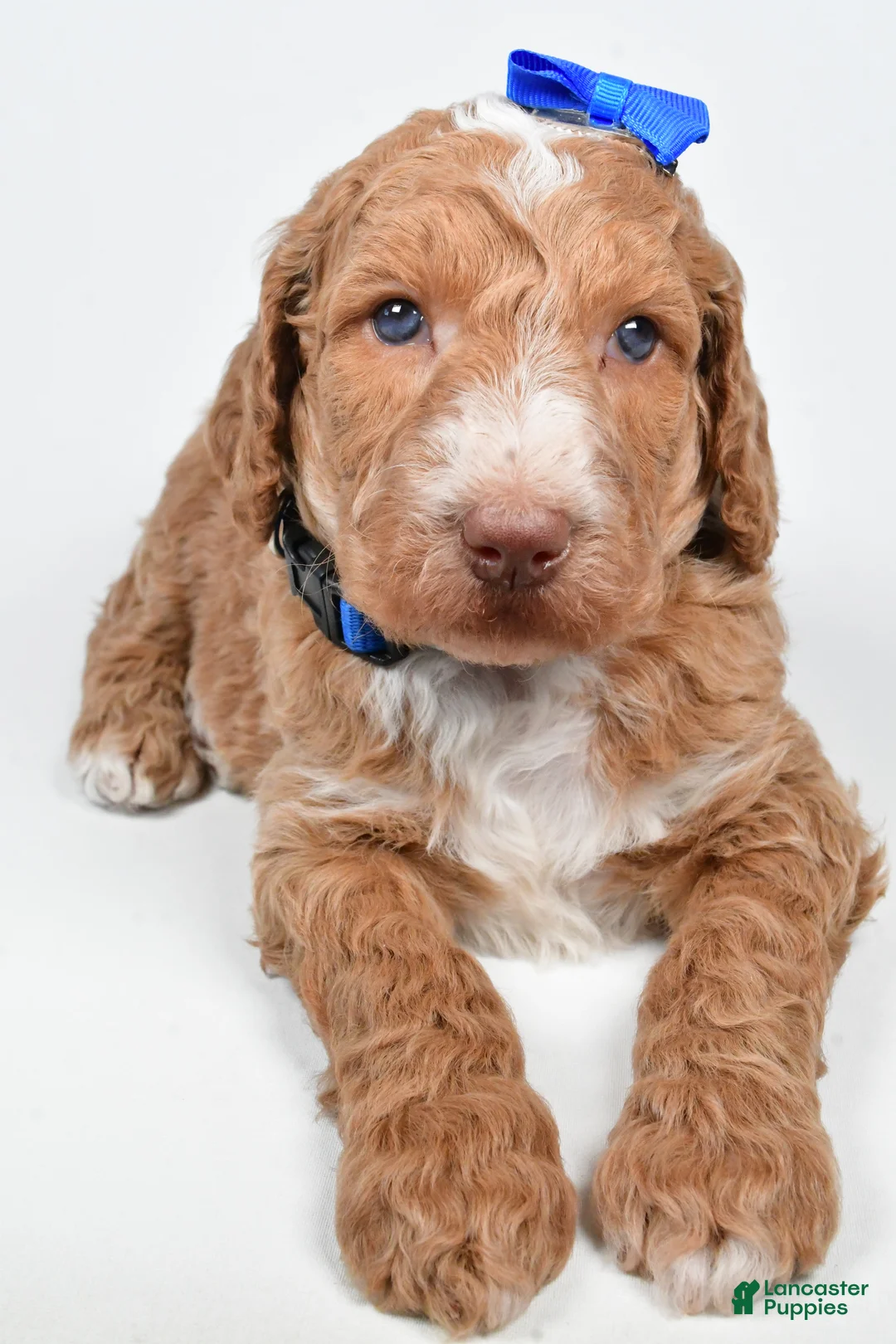 Standard Poodle dogs for sale: Finley - Ad 4