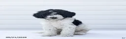 Goldendoodle dogs for sale: Jarvis - Ad 1