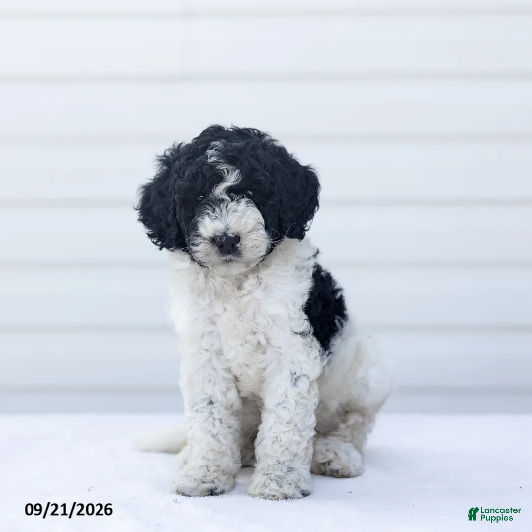 Goldendoodle dogs for sale: Jarvis - Ad 1