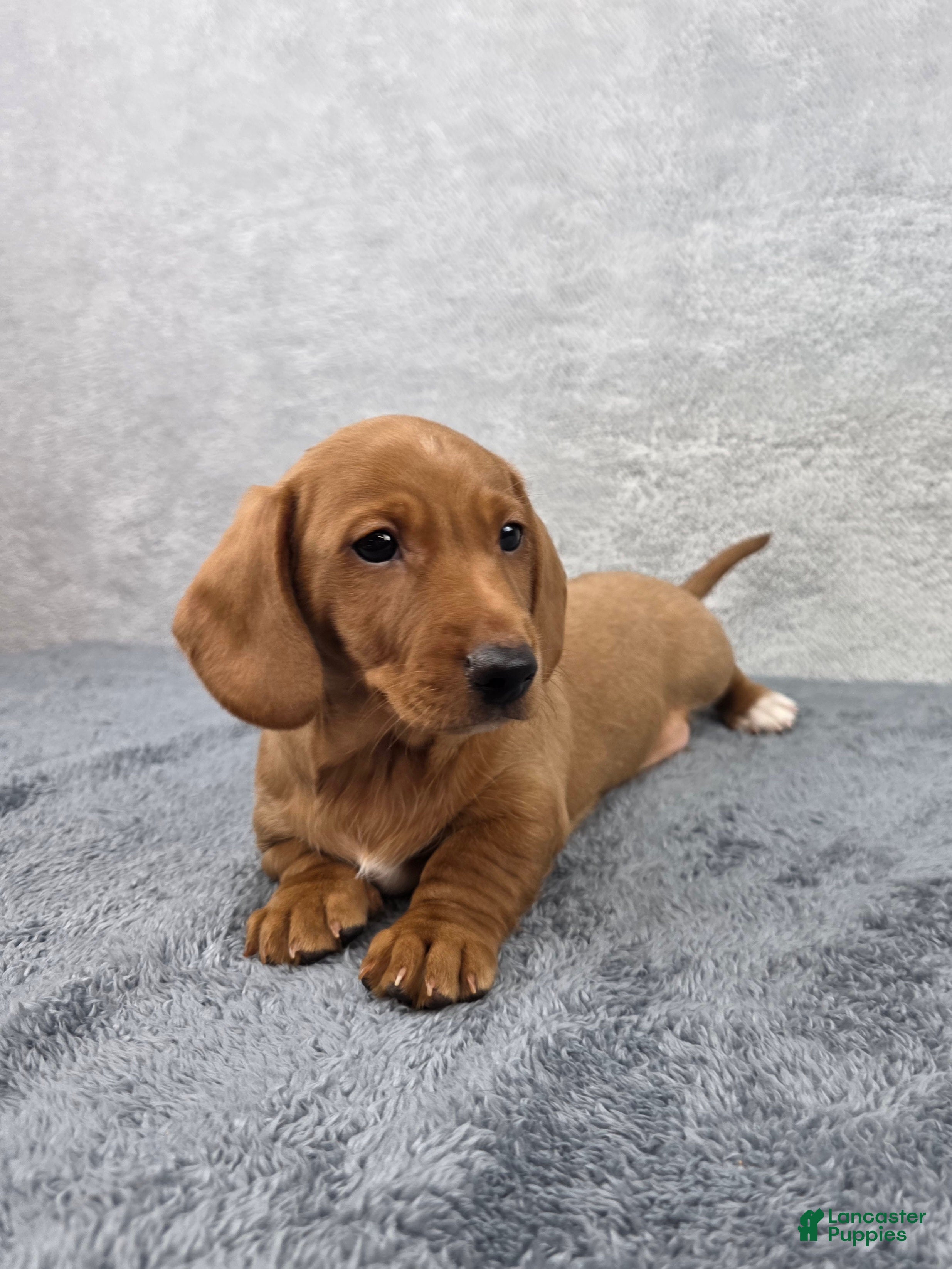 Miniature Dachshund dogs Cooper - Ad 2