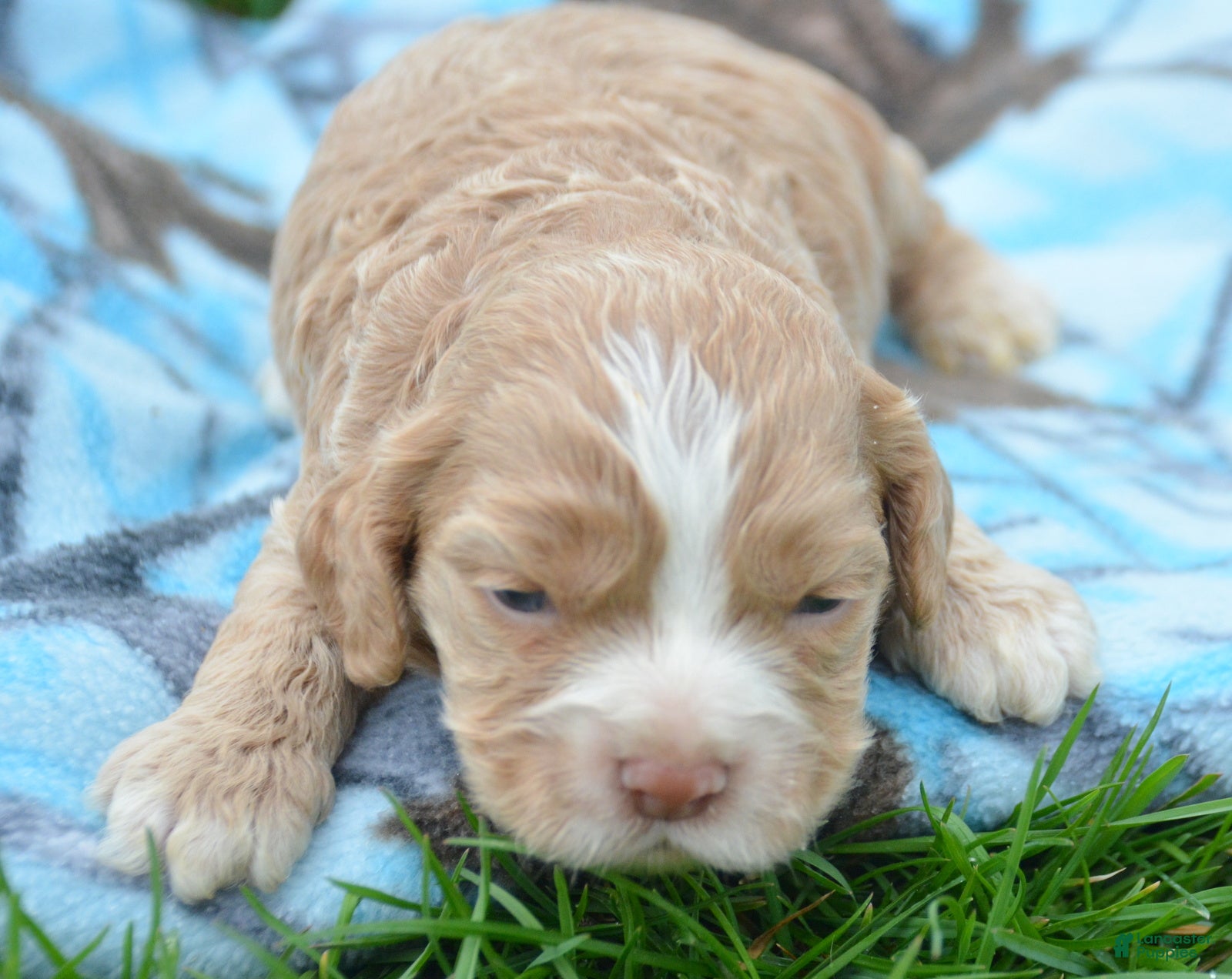 Cockapoo dogs Cockapoo Charlie - Ad 28