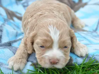 Cockapoo dogs Cockapoo Charlie - Ad 28