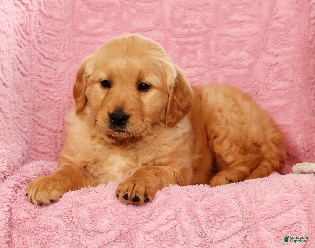 Golden Retriever dogs for sale: Becca - Ad 6