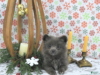 Pomeranian dogs Luci - Ad 4