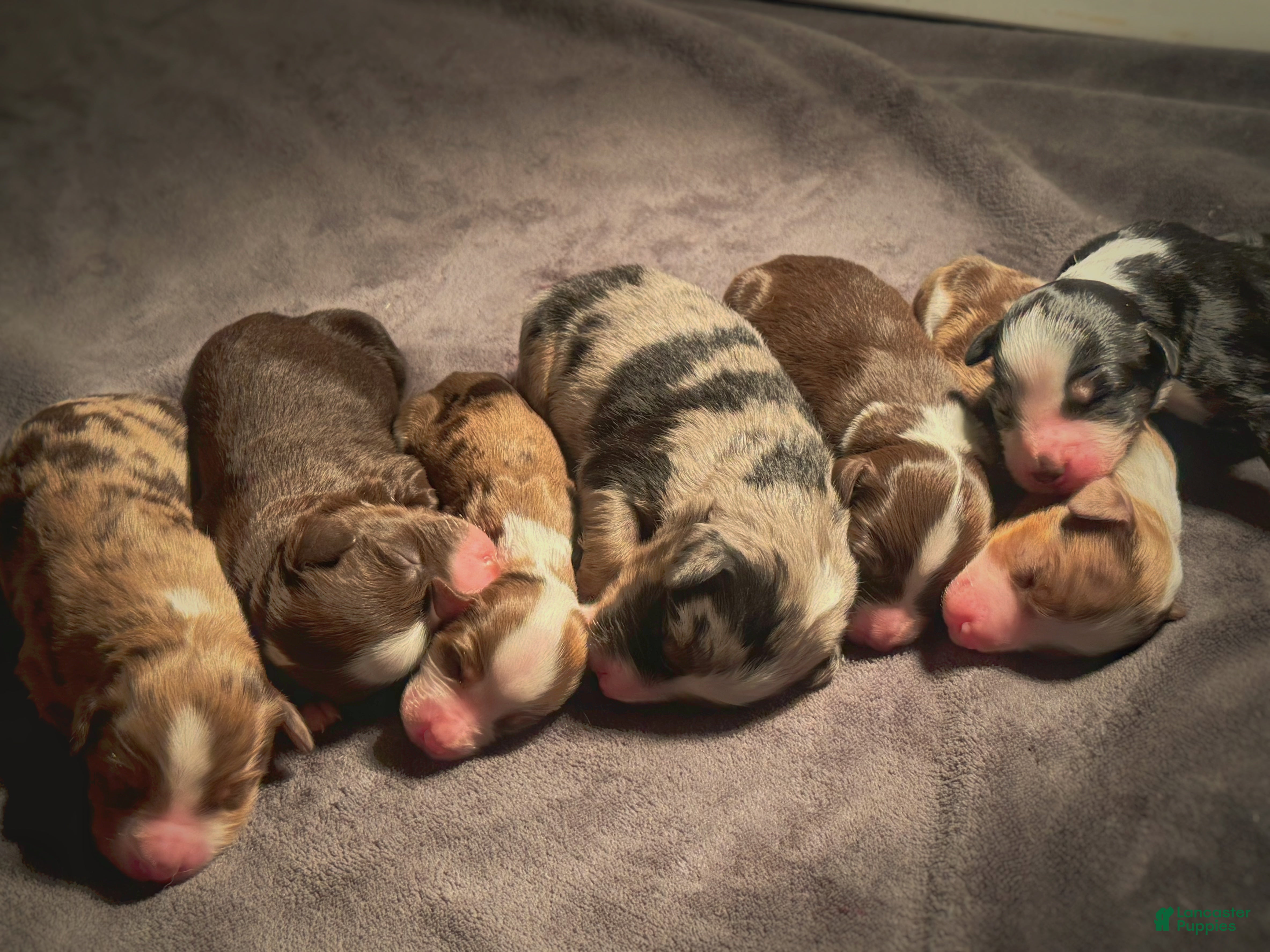 Mixed Breed dogs Australian Mountain Doodle Wilbur  - Ad 2