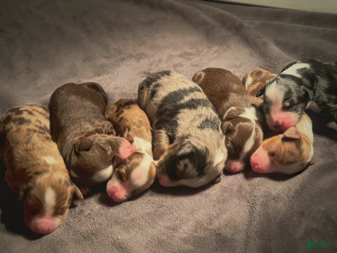 Mixed Breed dogs for sale: Australian Mountain Doodle Wilbur  - Ad 2