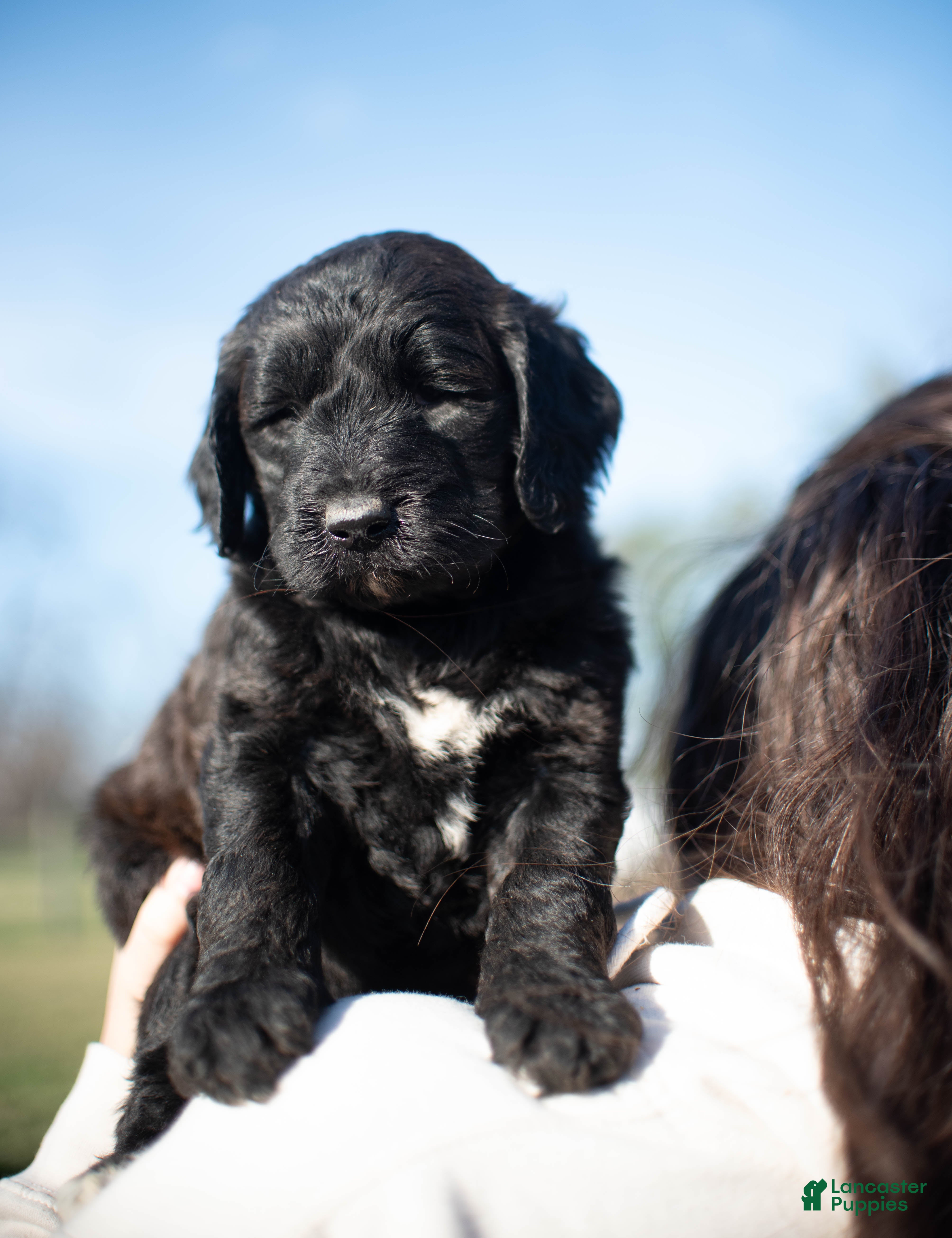 Goldendoodle dogs Tulip - Ad 1