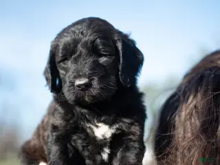 Goldendoodle dogs for sale: Tulip - Ad 1