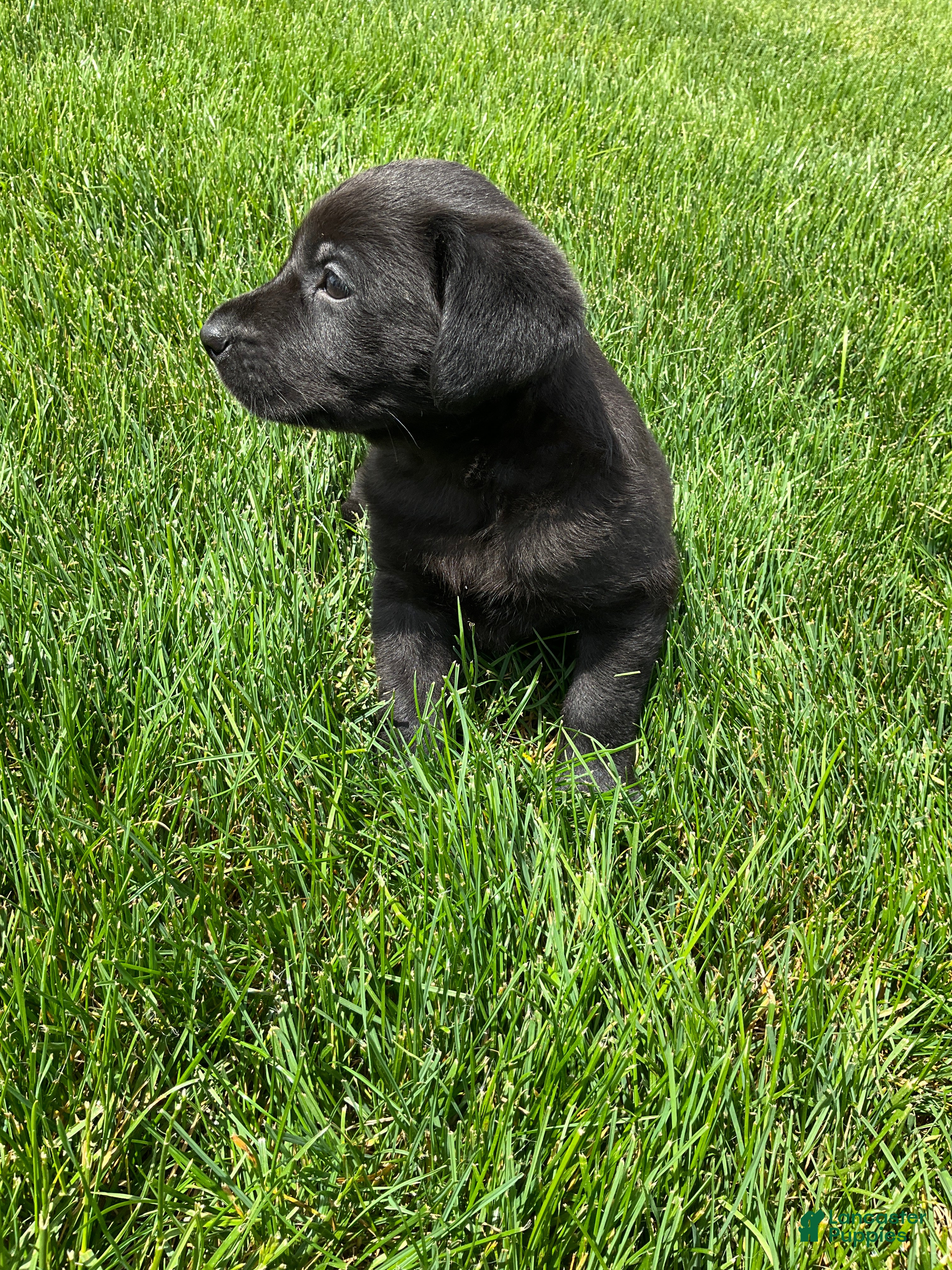 Labrador Retriever dogs for sale: Milo - Ad 3