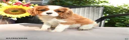 Cavalier King Charles Spaniel dogs for sale: Romeo - Ad 3