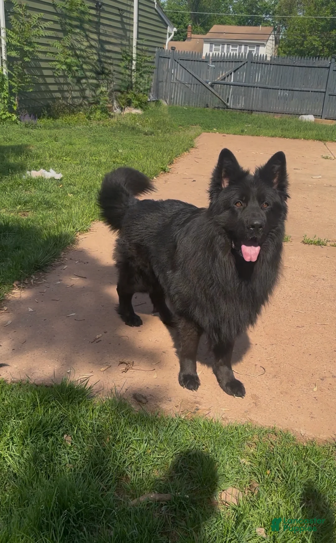 German Shepherd dogs for stud: Proven Stud: Dunhil Kingdom of Dark - Ad 2