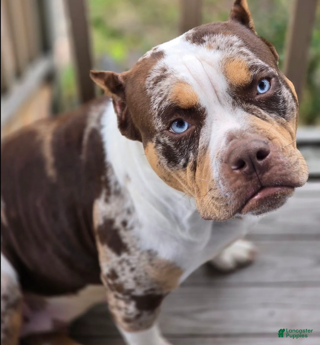 American Bully dogs for sale: American Bully Puppy 1 - Ad 2
