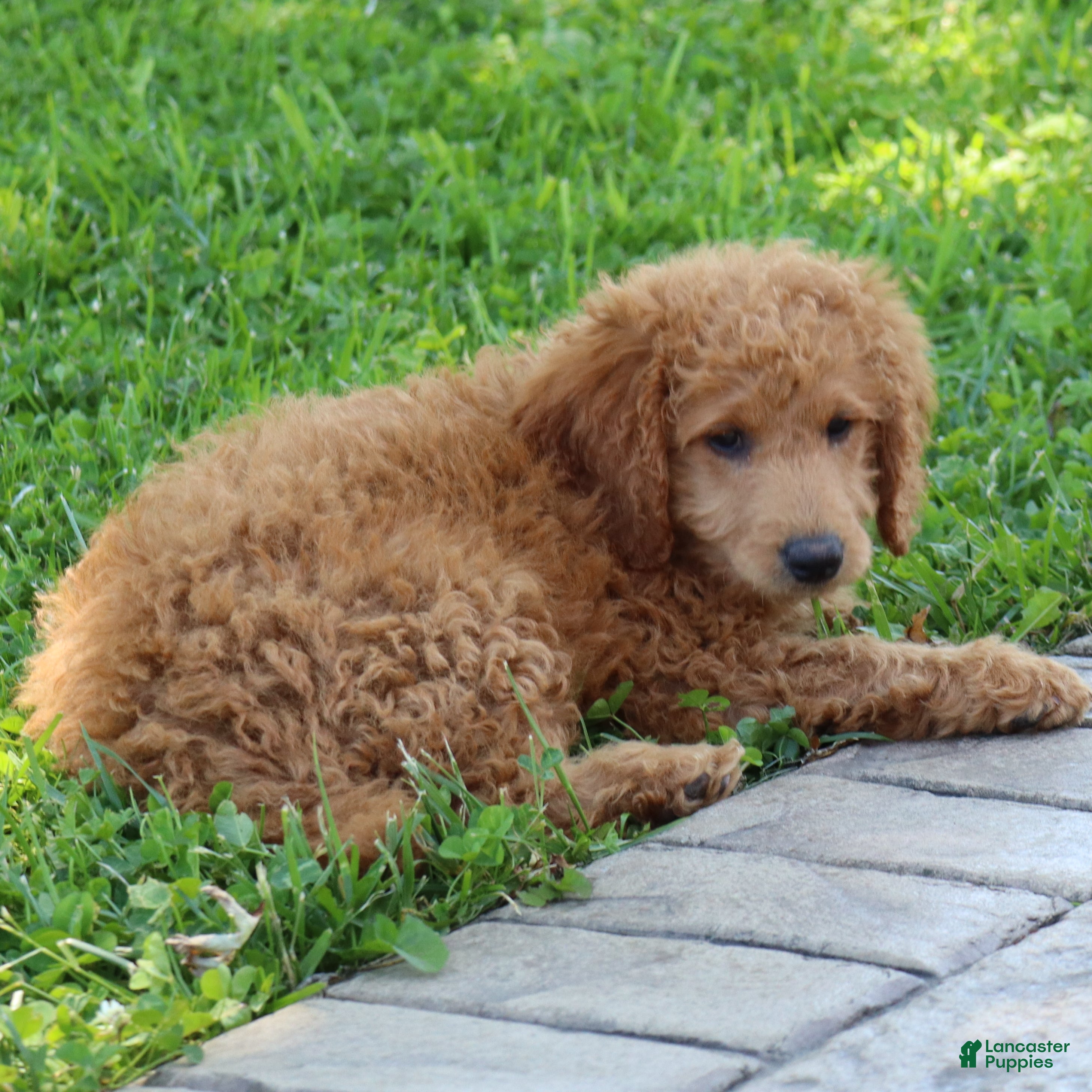 Mini Goldendoodle dogs Teddy - Ad 1