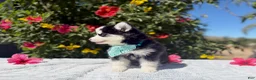 Pomsky dogs for sale: Eclipse - Ad 4