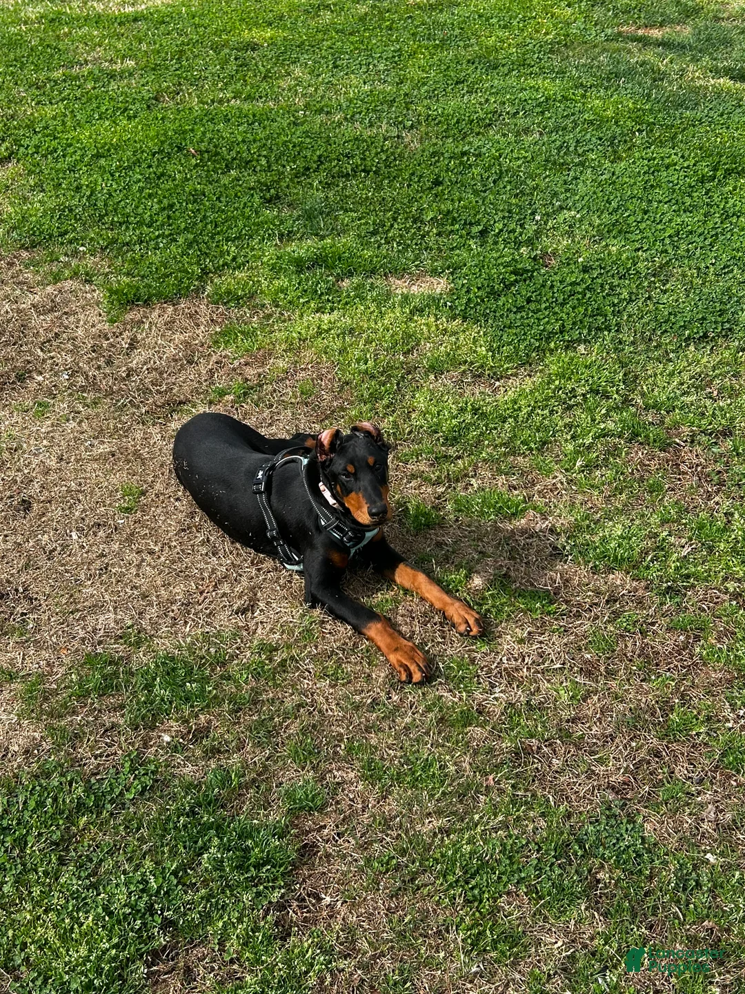 Doberman Pinscher dogs for sale:  Puppy 1 - Ad 1