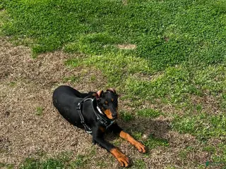 Doberman Pinscher dogs Puppy 1 - Ad 42