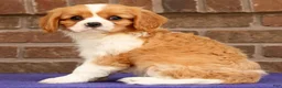 Cavalier King Charles Spaniel dogs for sale: Seth - Ad 3