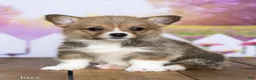 Welsh Corgi Pembroke dogs for sale: Jazz - Ad 3