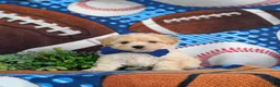 Maltipoo dogs for sale: Blaine 7 lbs Full Grown - Ad 3