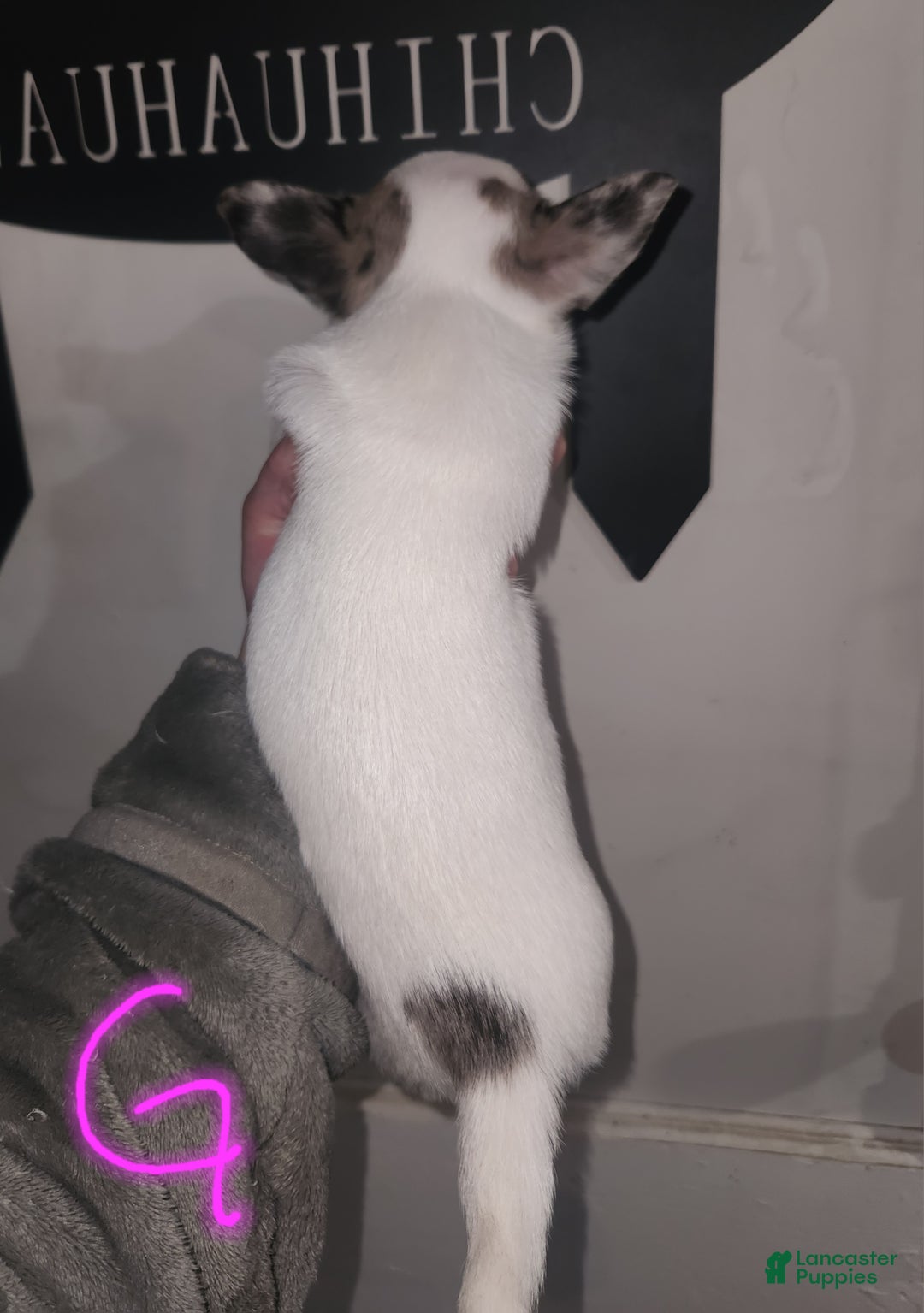 Chihuahua dogs for sale: Annies Female 2 - Ad 3