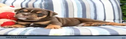 Olde English Bulldogge dogs for sale: Poncho - Ad 3
