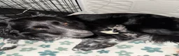 Border Collie dogs for sale: Border Collie 1 - Ad 5