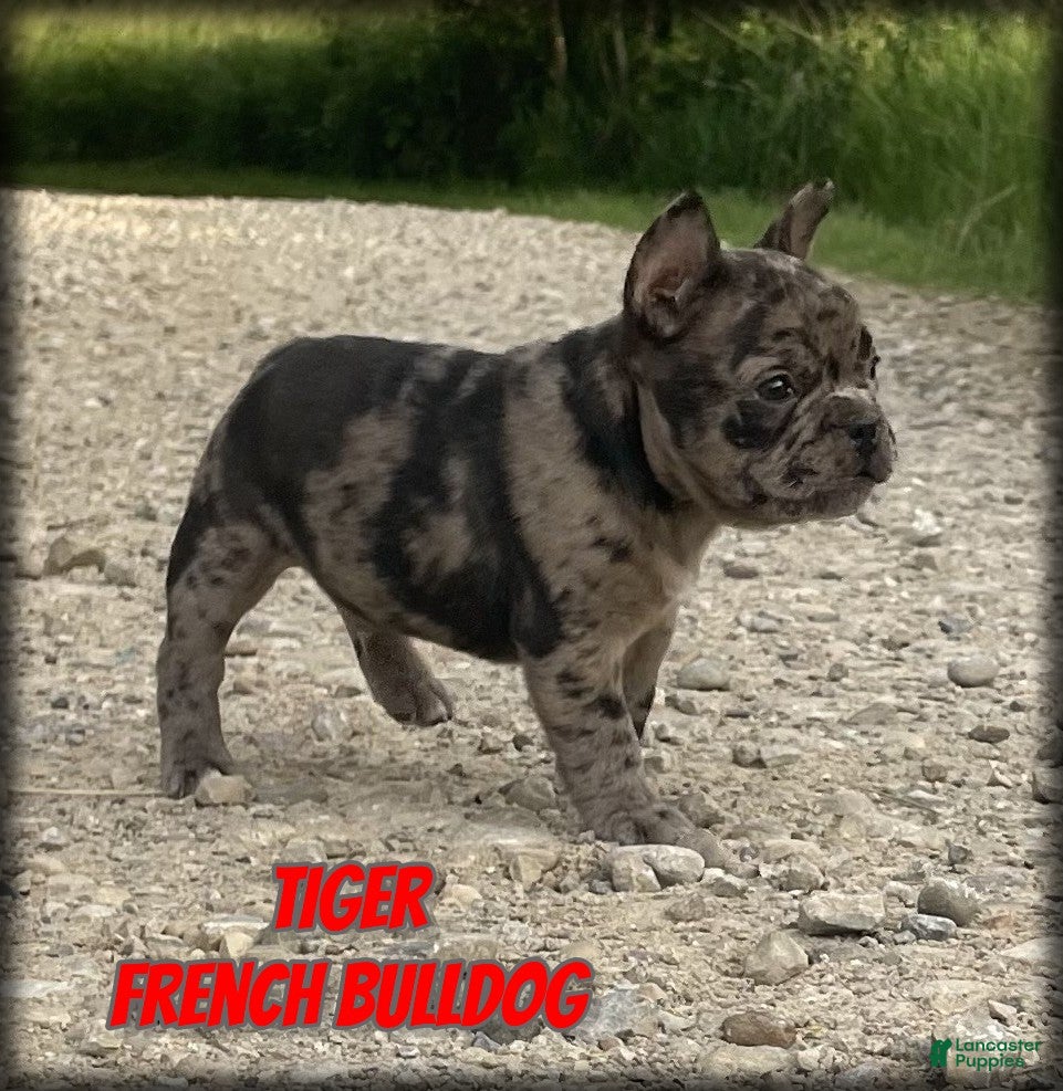 French Bulldog dogs Tiger - Ad 1