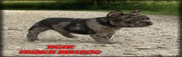 French Bulldog dogs for sale: Tiger - Ad 1