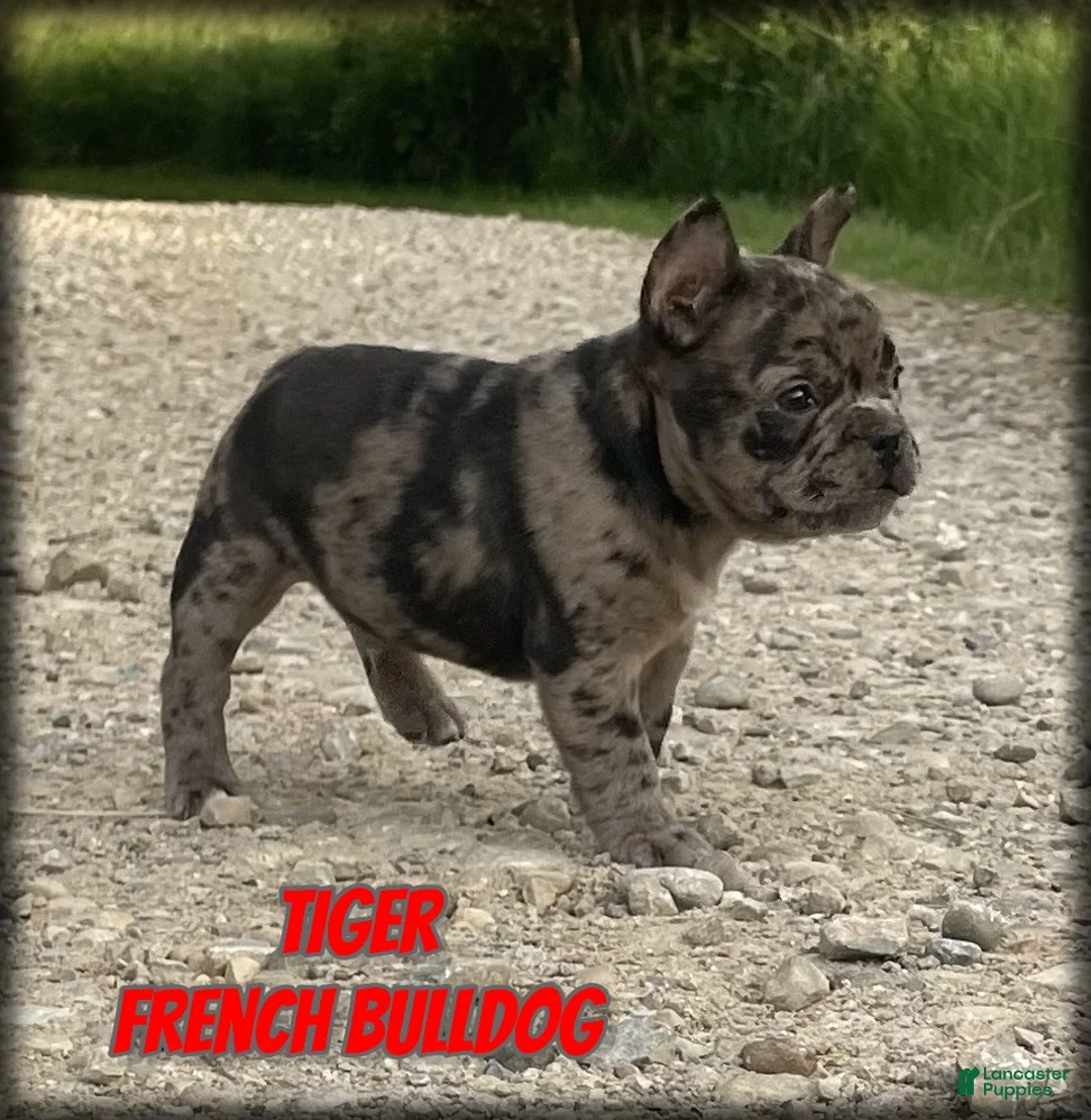 French Bulldog dogs for sale: Tiger - Ad 1