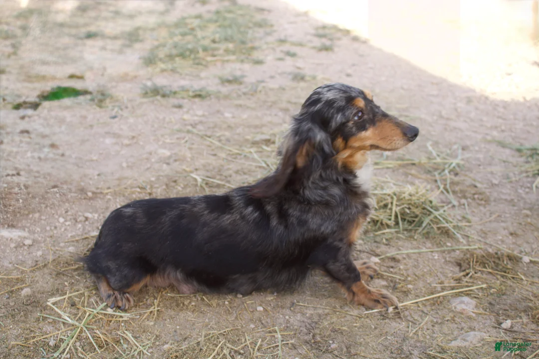 Dachshund dogs for sale: Dachshund Puppy 1 - Ad 3