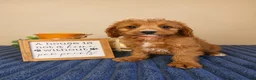 Cavapoo dogs for sale: George  - Ad 4