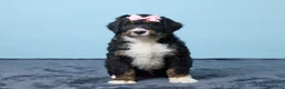 Bernedoodle dogs for sale: Joyce - Ad 1