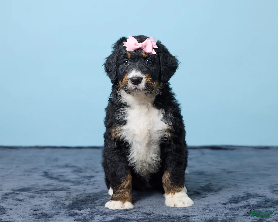 Bernedoodle dogs for sale: Joyce - Ad 1