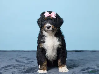 Bernedoodle dogs for sale: Joyce - Ad 1