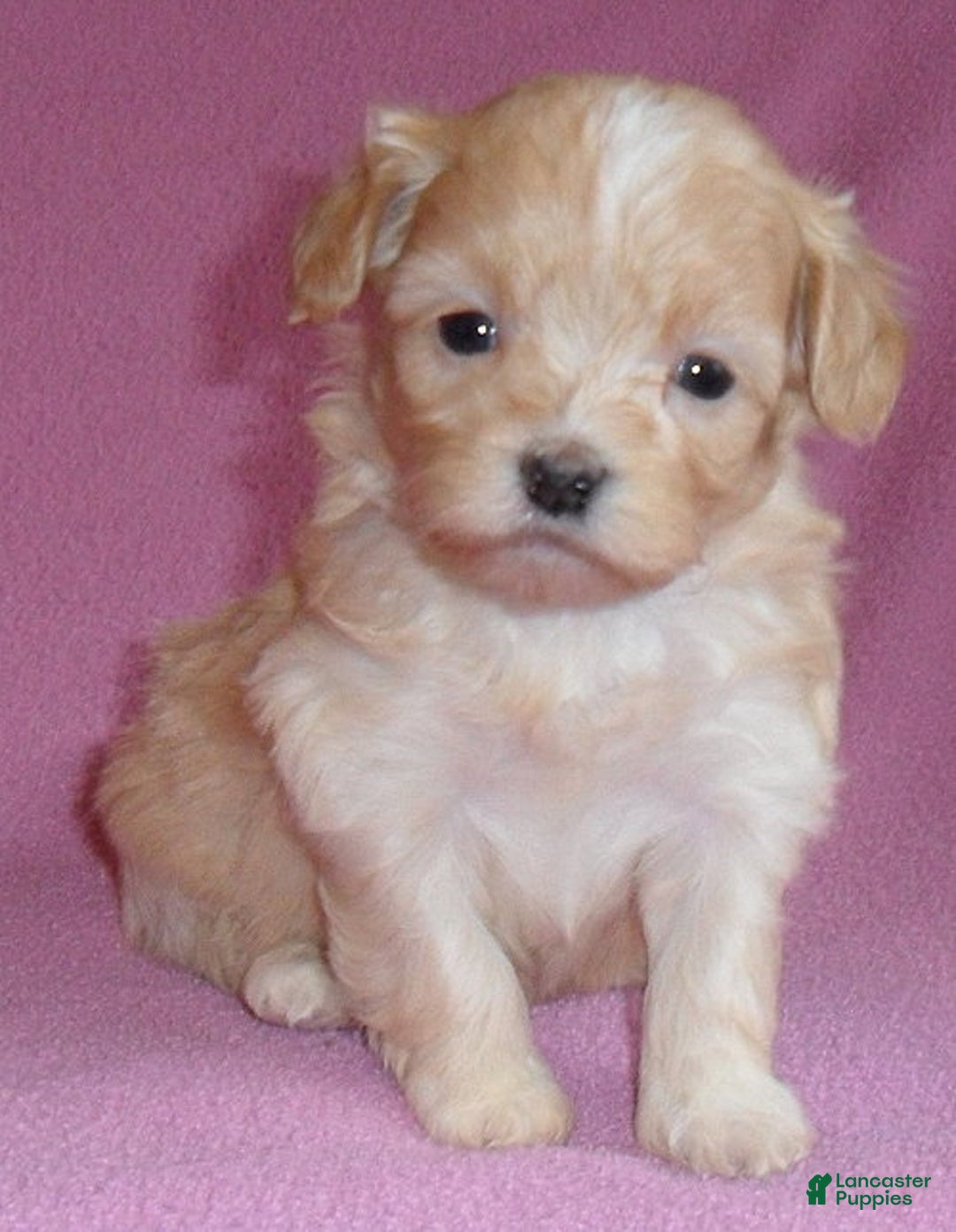 Shihpoo dogs for sale: Peaches - Ad 3