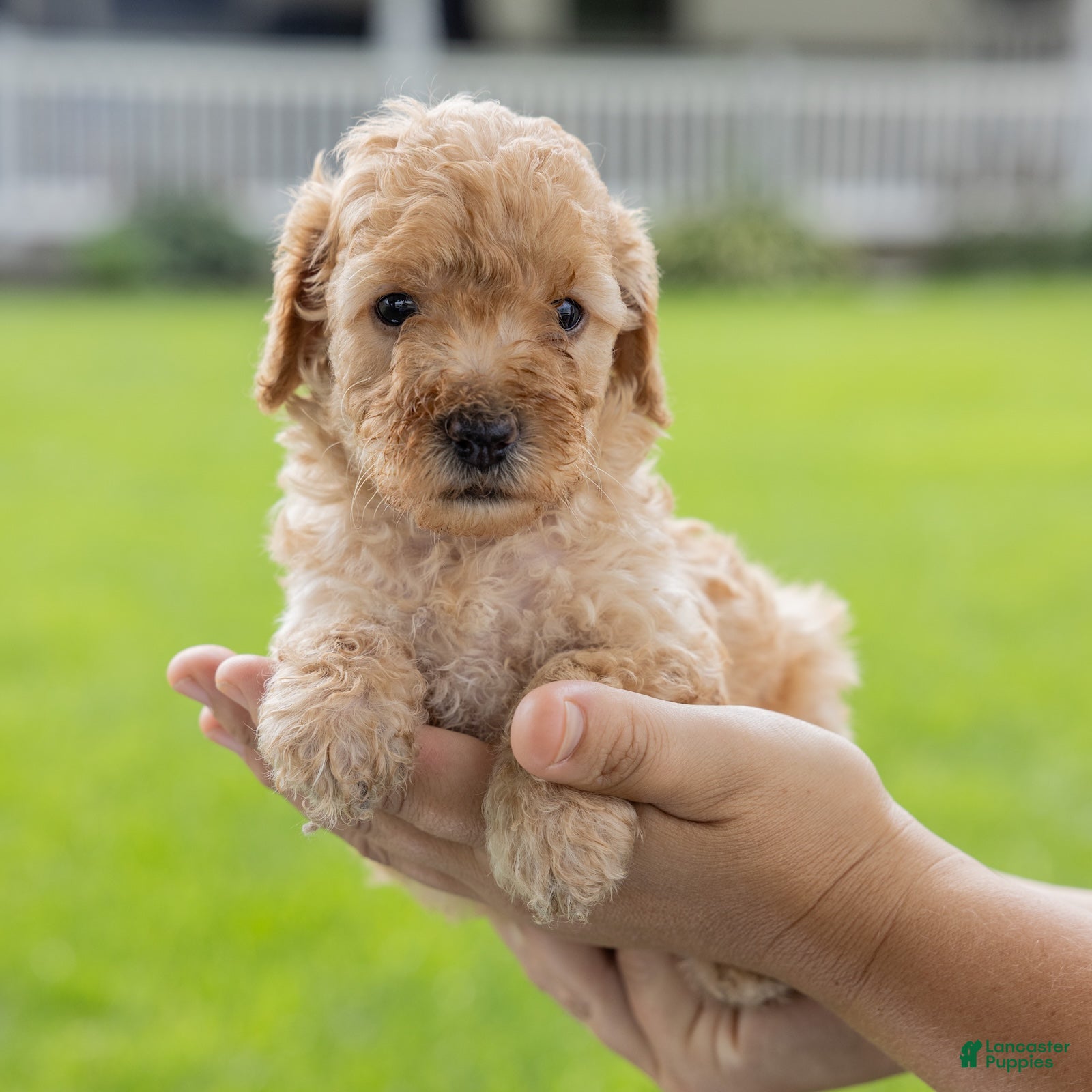 Toy Poodle dogs Ginger  - Ad 2