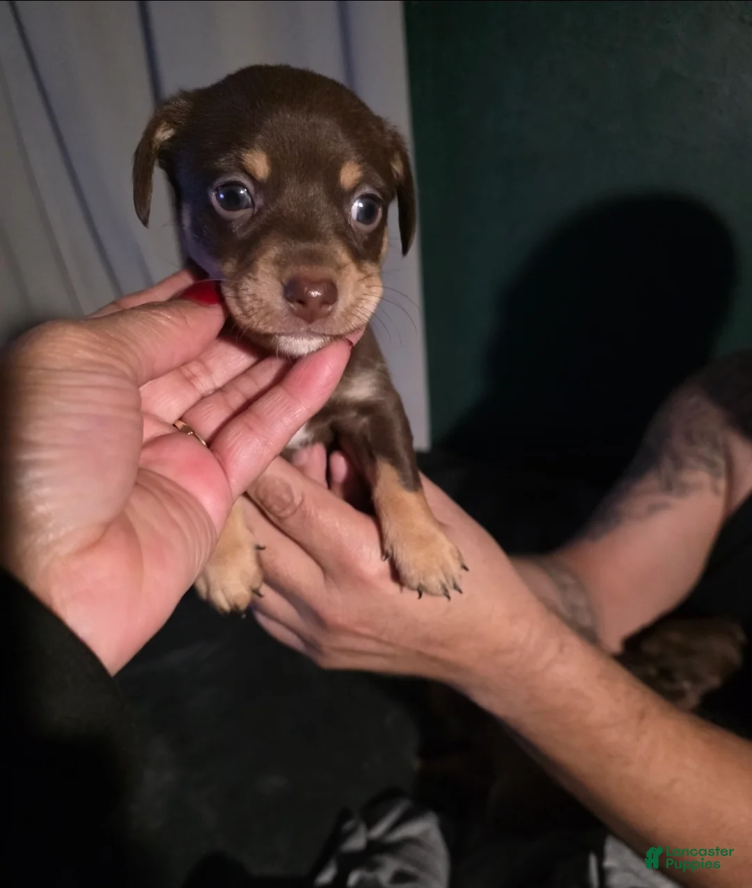 Chiweenie dogs for sale: Chiweenie Puppy 1 - Ad 5