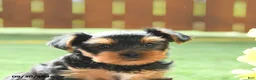 Yorkshire Terrier dogs for sale: Gracie - Ad 4