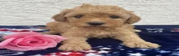 Miniature Poodle dogs for sale: Minnie - Ad 2