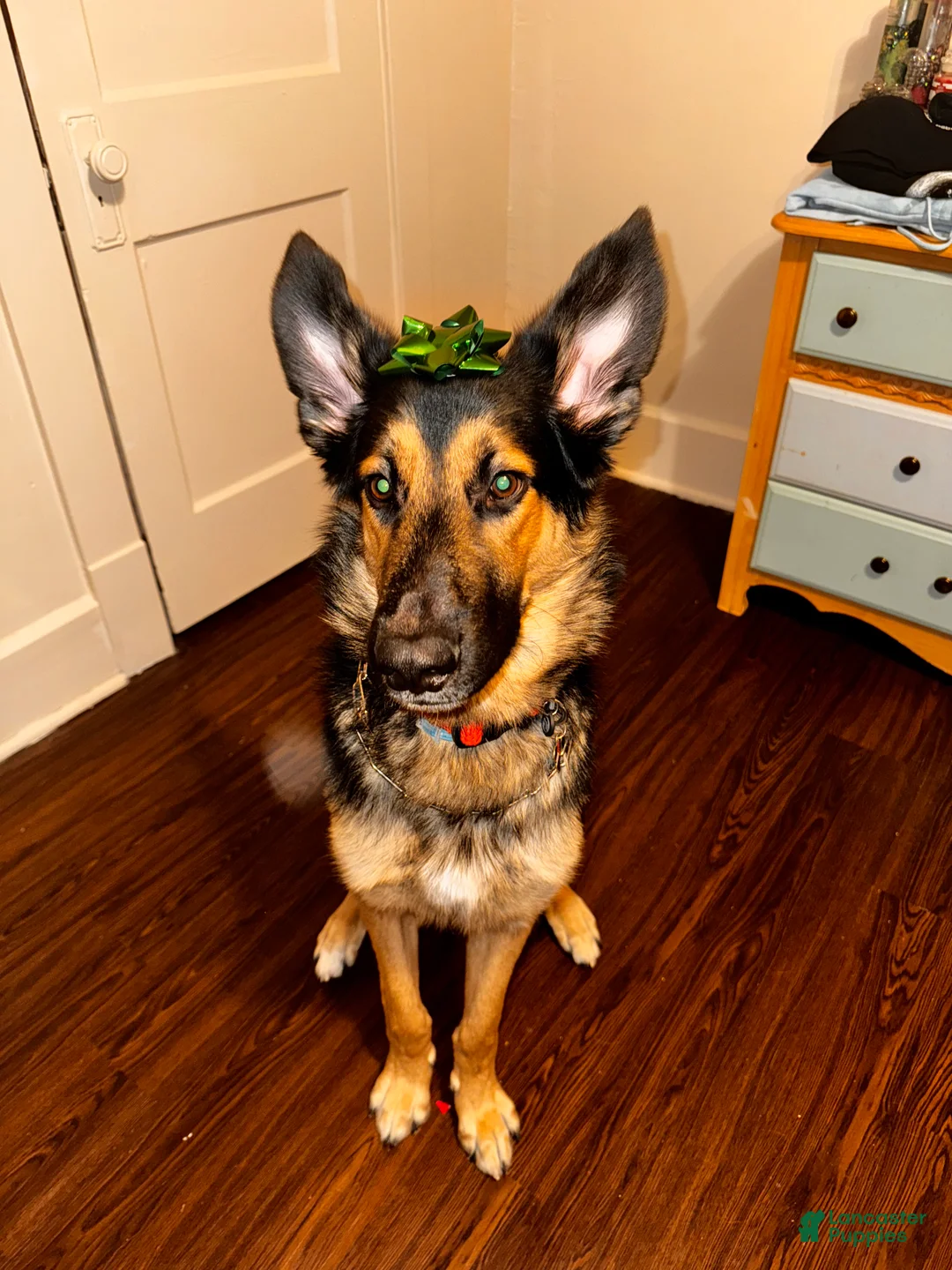 Mixed Breed dogs for sale: Knox - Ad 1