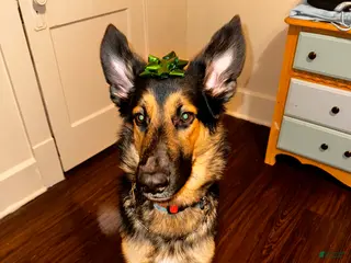 Mixed Breed dogs Knox - Ad 15