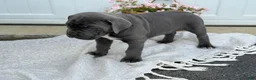 Cane Corso dogs for sale: Baron - Ad 11